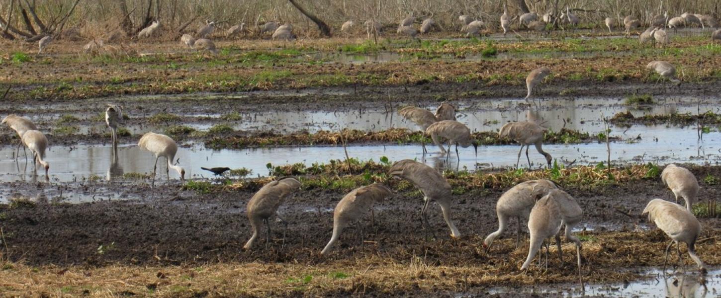 A large group of sandhill cranes gather at Paynes Prairie Preserve State Park near Gainesville.